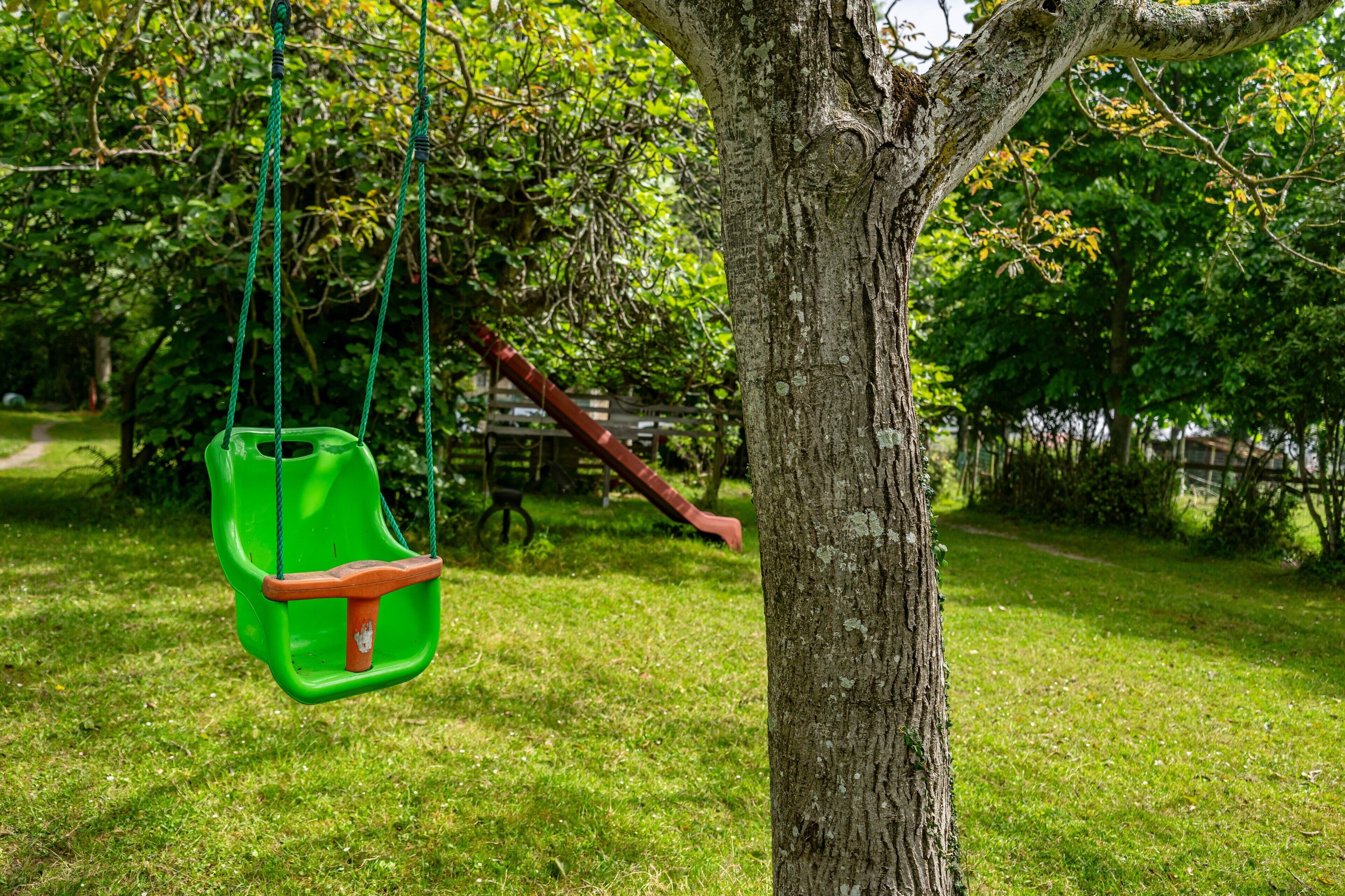 A tree with a swing hanging from its branches.