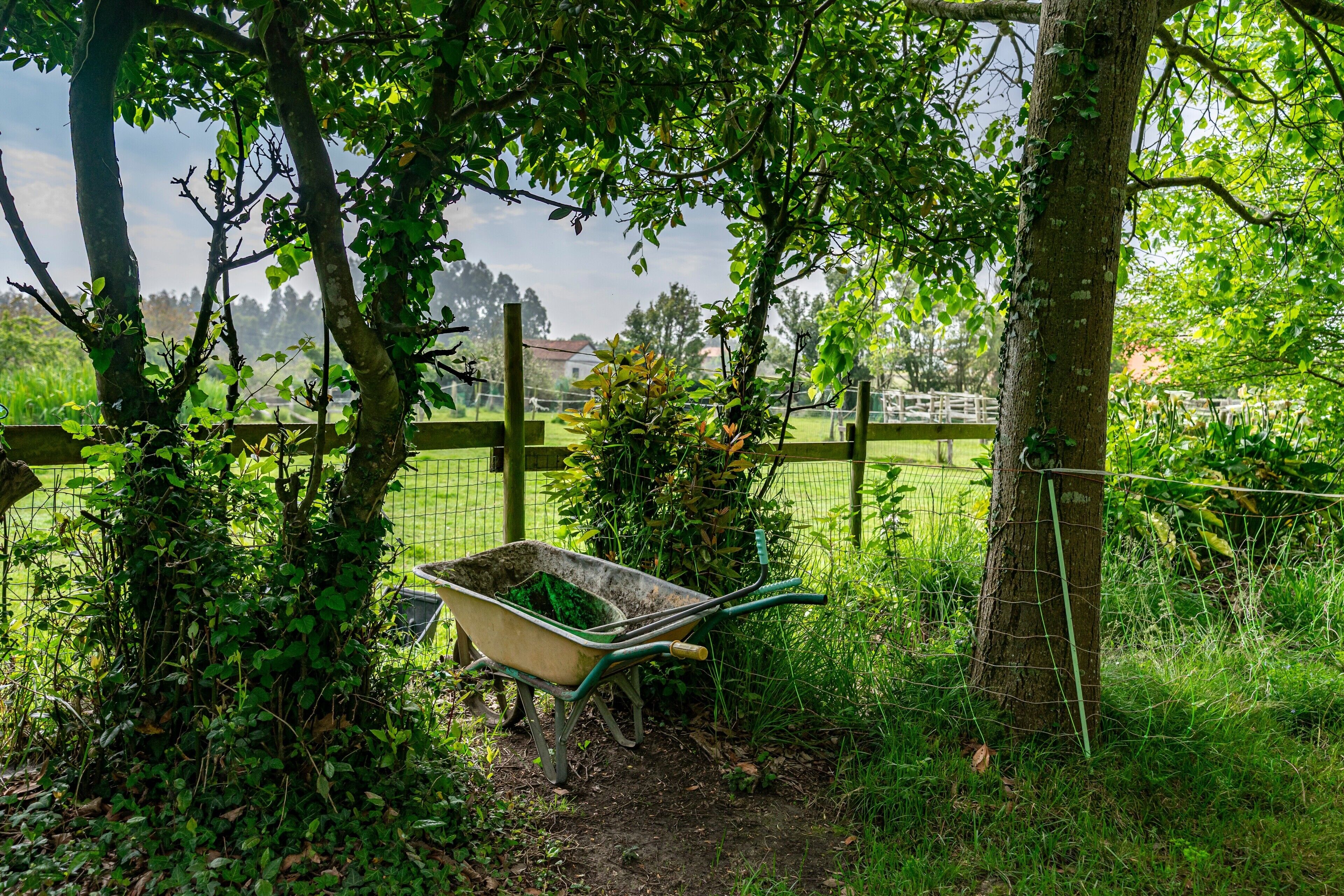 Ein Schubkarren in einem Gartenbereich mit Bäumen und einem Zaun im Hintergrund.