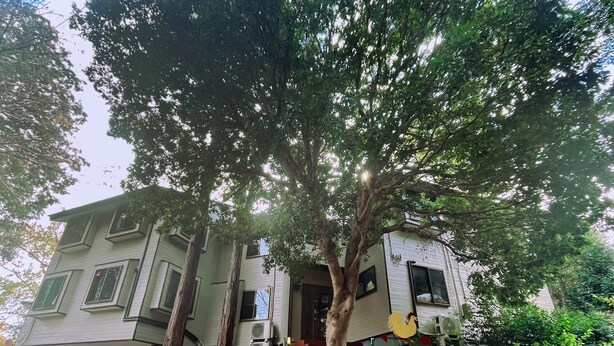 Un edificio de varios pisos con una escalera que conduce a la entrada, rodeado de árboles.