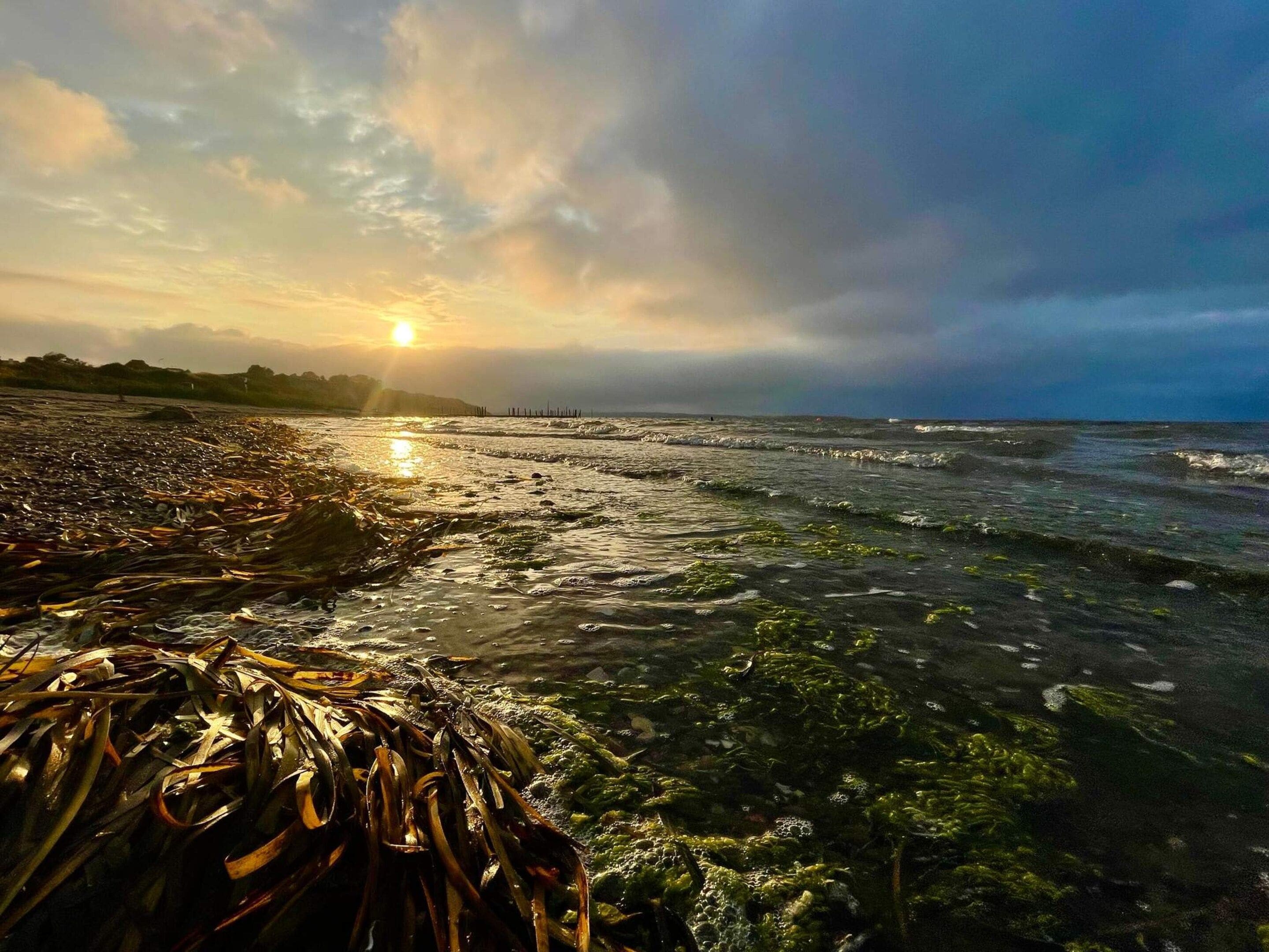A beach with waves, seaweed, and a sunset.