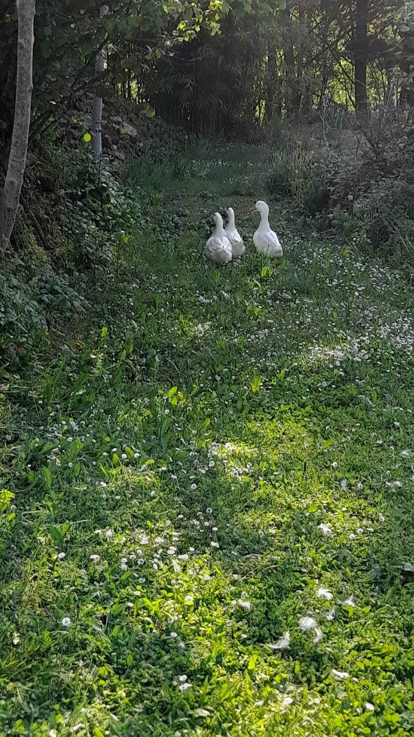 Un espacio natural al aire libre con césped y pequeñas flores blancas, y tres patos blancos al fondo.