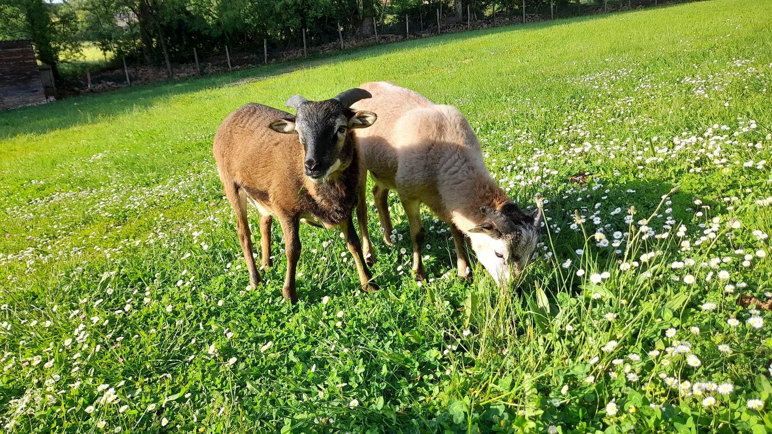Deux moutons paissent dans un champ herbeux, avec des arbres en arrière-plan.