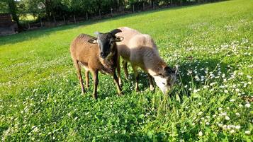 Deux moutons paissent dans un champ herbeux, avec des arbres en arrière-plan.
