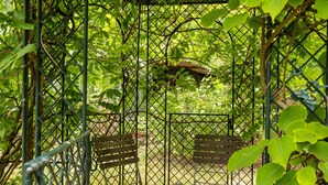 Een tuin met een metalen hek, houten banken en klimplanten.