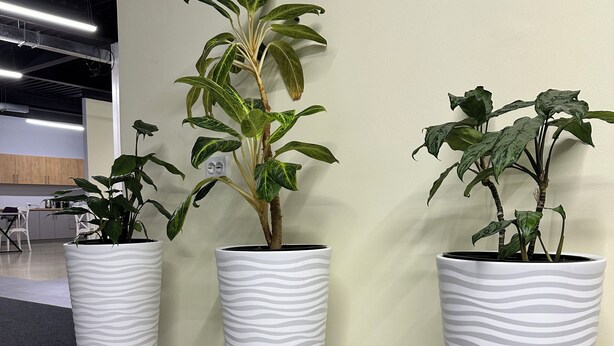 Three large white planters with patterned designs on a tiled floor, placed against a plain wall in a room with a visible ceiling and a door in the background.