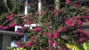 Un edificio con balcón cubierto, rodeado de abundante vegetación y coloridas flores de buganvilla rosa.