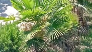 Ein Gartenbereich mit unterschiedlichen Pflanzen und einem Weg.