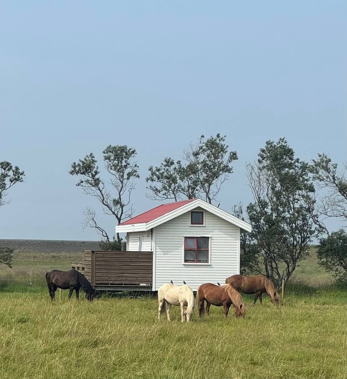 A small white house with a red roof, surrounded by horses grazing in a grassy field.