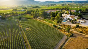 A vineyard with rows of grapevines, a large white building with multiple windows, and a clear sky. - Bolet Casa Modernista (Castellvi de la Marca)