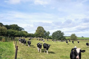 Cows in Nearby Field Scenic view of cows grazing nearby, adding to the rural charm of the cabin setting.