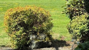 A coastal landscape with two prominent trees, a grassy area, and a body of water in the background. - Coastal Elements - 1BDRM - Full Kitchen (Nanoose Bay)