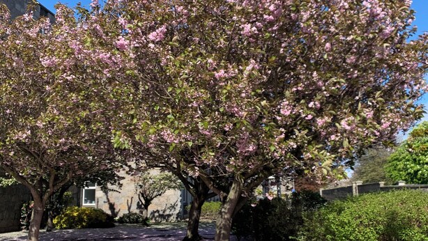 Un árbol con flores rosadas en un patio con un muro de piedra y un edificio al fondo.