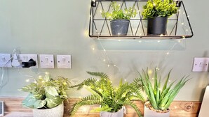 A room with a wooden floor, a wall-mounted shelf with potted plants, and a string of fairy lights.
