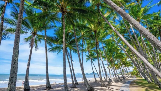 Une plage bordée de palmiers, sous un ciel dégagé.