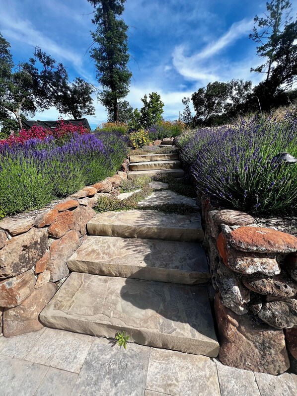 Property grounds - Red Pepper Retreat-heated pool, hot tub,walk, hike and/or bike to Annadel Trail (Kenwood)