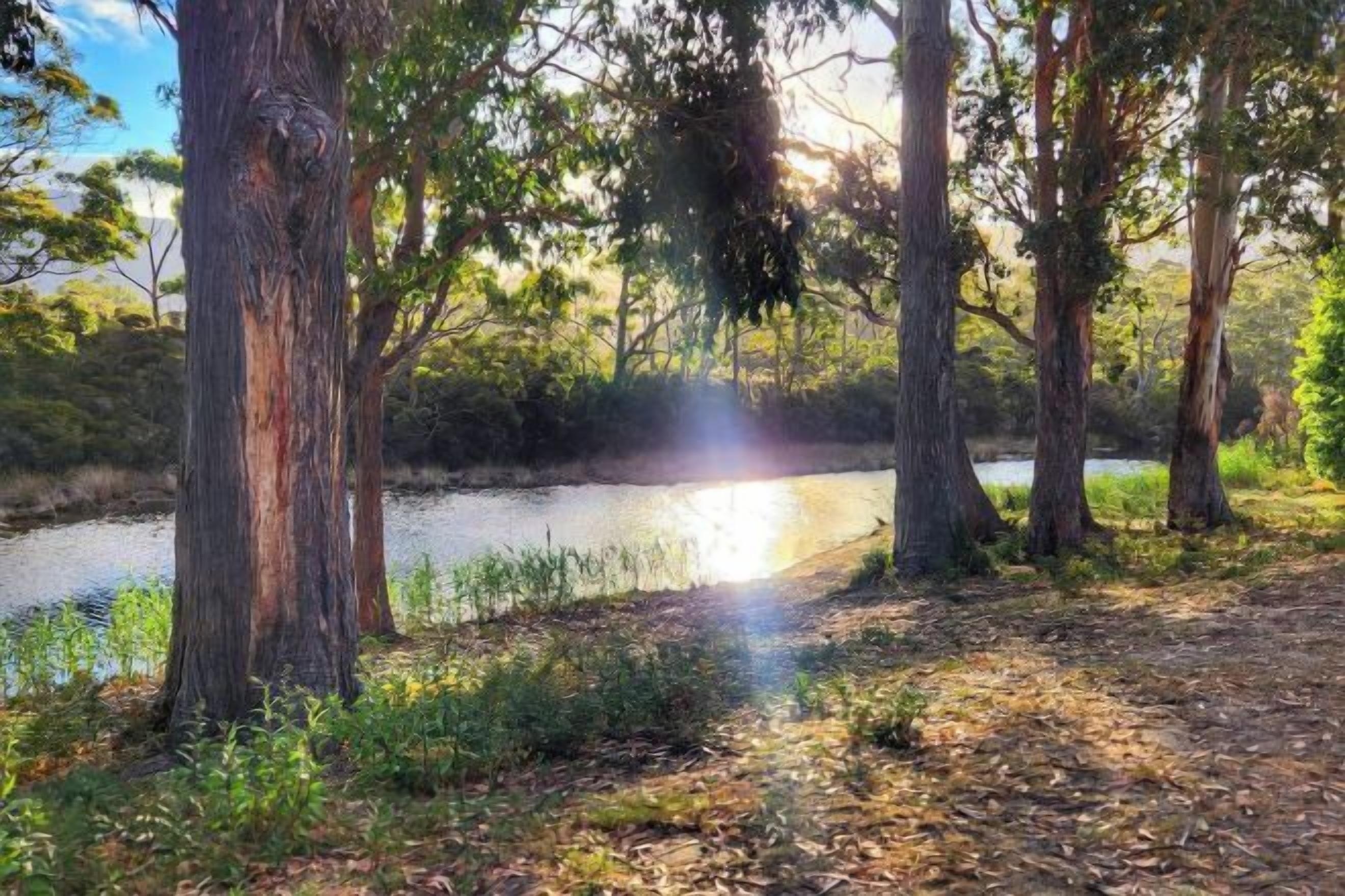 Un paysage naturel composé d’arbres et d’une étendue d’eau.