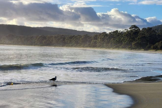 A beach with waves, a bird, and a forested hill in the background.