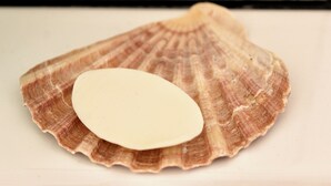 A single scallop shell with a white object on top, placed on a flat surface.