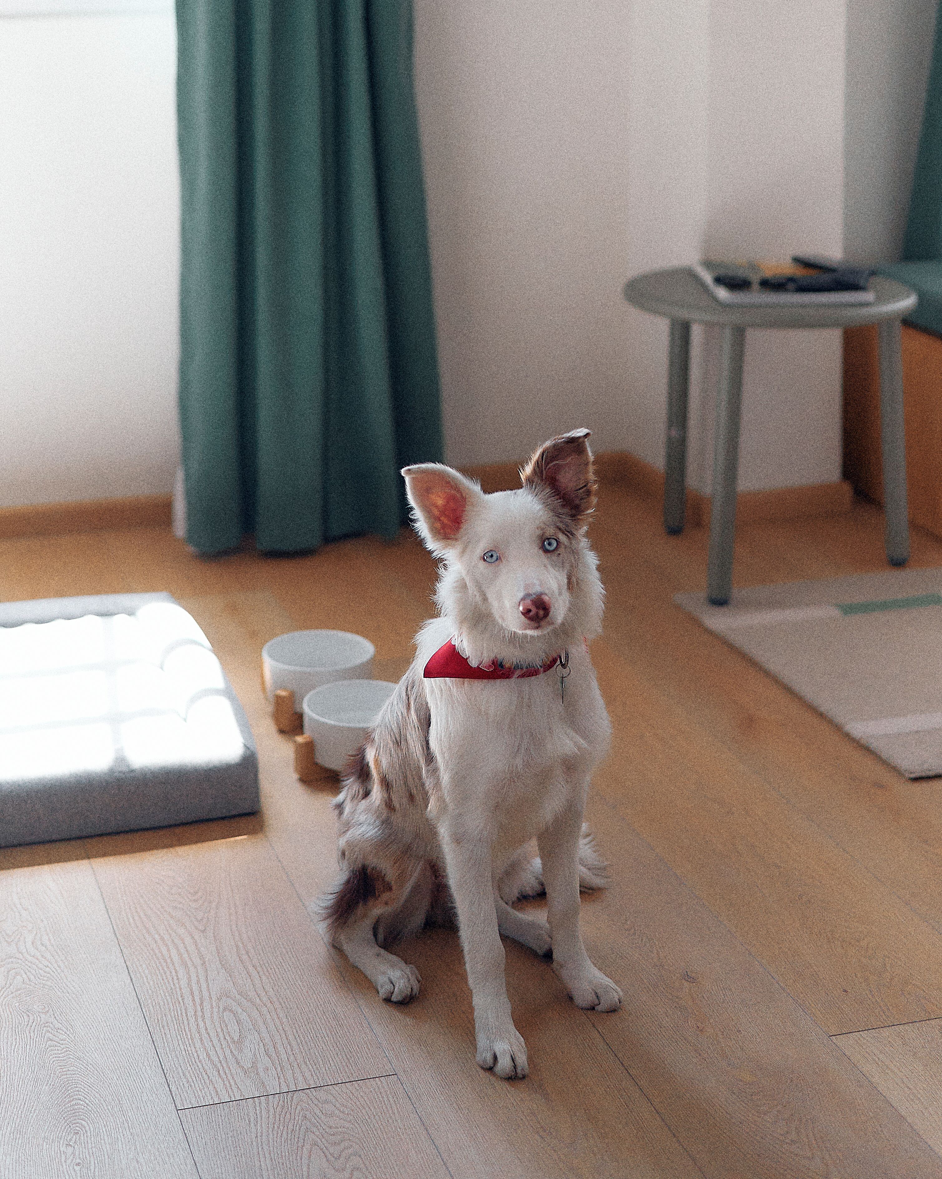 A dog sitting on a wooden floor with a red collar, a small table with a book, and a green curtain in the background.