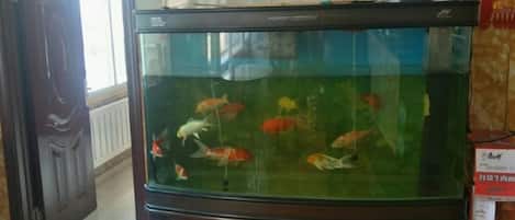 A fish tank with various fish, a wooden cabinet below, and a door to the left.