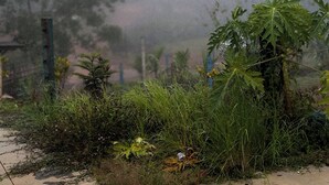 A paved outdoor area with a mix of greenery and a metal fence. - Kodachadri Pathalagere Homestay (Hosanagara)