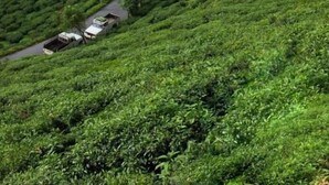A hillside tea plantation with a building featuring a red roof and a yellow tower. - TRADITIONAL HOTEL AND RESTAURANT (Kurseong)