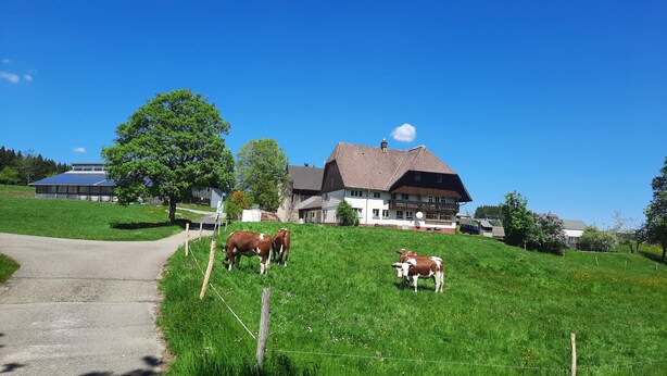 A rural setting with a house, a grassy field, and cows.