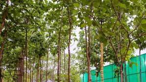 A garden with tall trees, a green wall, and a pathway. - Tectona Treetop Mansion (Hyderabad)