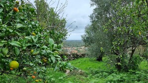 A lush orchard with citrus trees and a stone wall in the background. - Casa da Ti Alzira - a refuge at the foot of the mountain with a touch of tradition (Leiria)