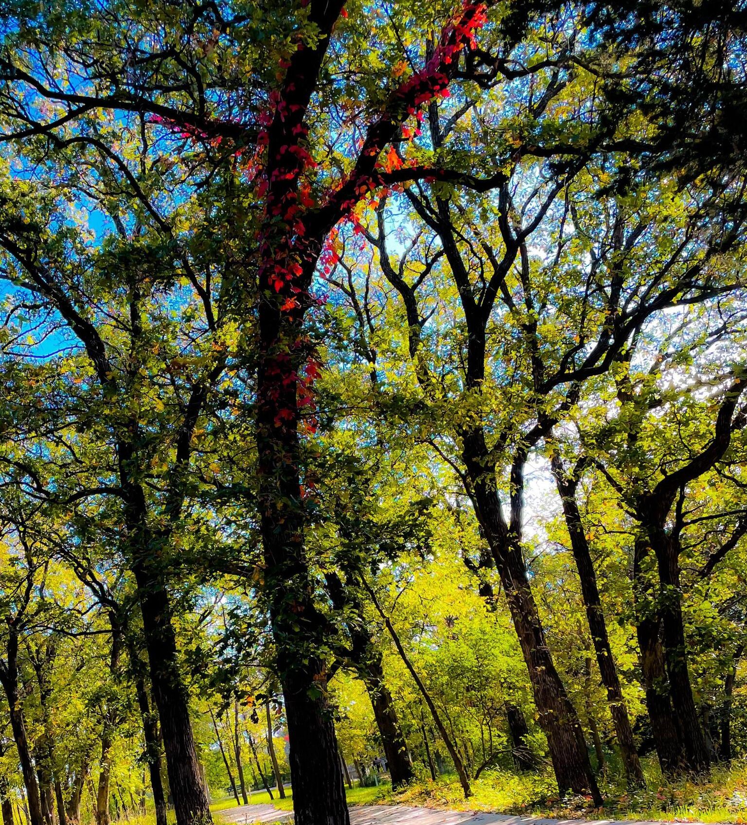 Ein Wald mit hoch aufragenden Bäumen und blauem Himmel.