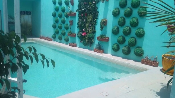 Un espace piscine agrémenté d’un mur turquoise décoré de plantes en pot et de verdure.