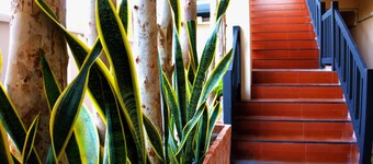 AkiraSunRice Peacefull Villa Calm Ricefield Garden