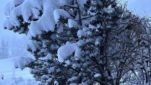 A snow-covered pine tree with a wooden stump base, surrounded by snow. - Ferienwohnung Gehrihorn by Interhome (Frutigen)