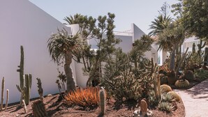 Un jardín desértico con diversos cactus y suculentas, un sendero pavimentado y un edificio blanco al fondo.