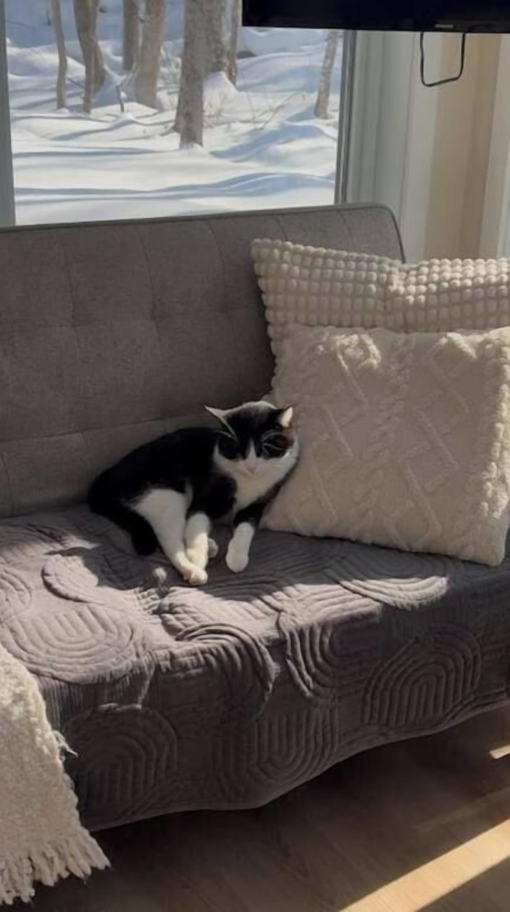 A sofa with a cushion and a cat sitting on it.