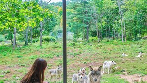 A natural outdoor setting with a person observing wolves. - Private Spa | Hiking | Skiing | Mini - Prime Hill (Brownsburg)