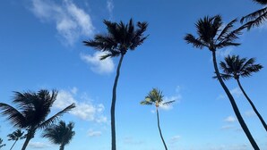 Uma praia com altas palmeiras e um céu azul límpido.