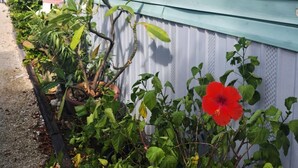 Une maison aux murs recouverts d’un revêtement bleu clair, avec une petite fenêtre et un jardin où poussent différentes plantes, ainsi qu’une fleur rouge.