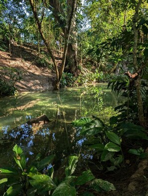 A natural landscape with a clear water body surrounded by dense vegetation and trees.