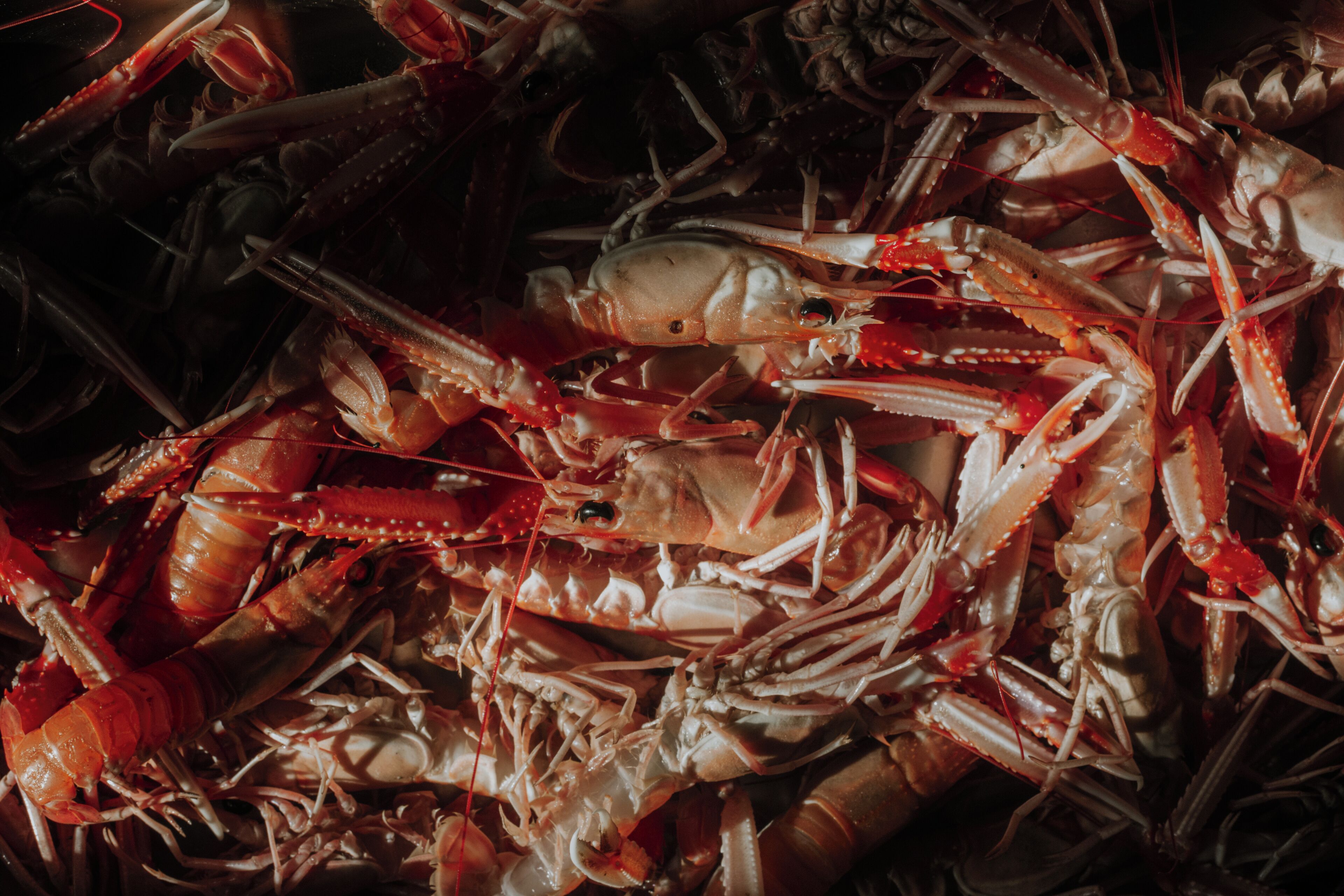 A close-up of numerous cooked lobsters piled together.