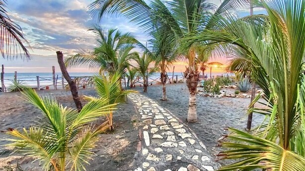 A pathway lined with palm trees leading to a beach. - Somar Surf lodge (León)