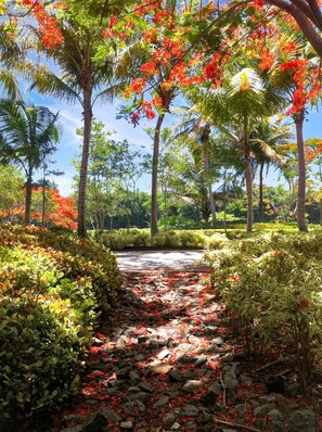 A pathway through a garden with various plants and trees, including some with red flowers. - Orchid Villa (Río Grande)