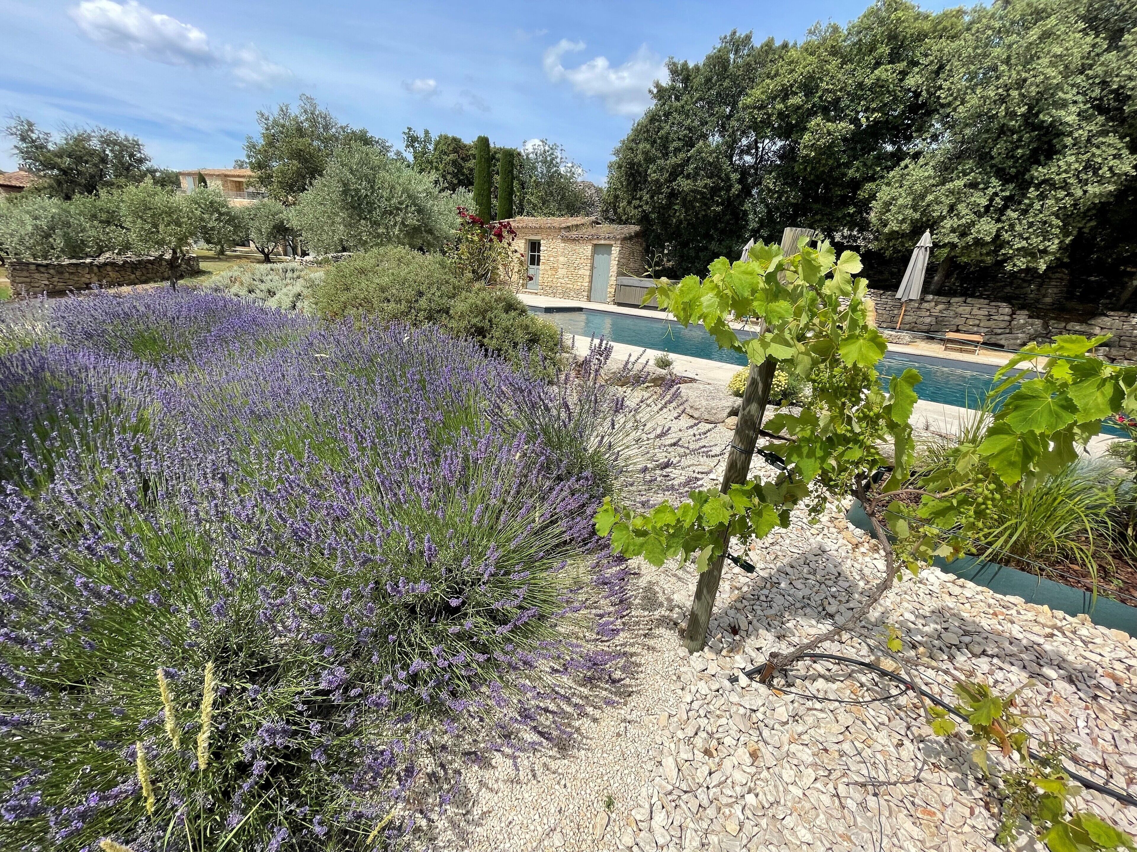 Un jardin agrémenté de lavande, une piscine et des constructions en pierre.