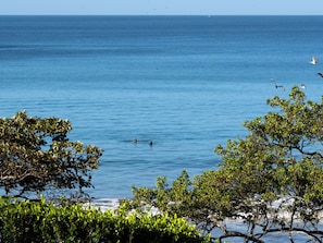 Vista sulla costa con mare blu cristallino, alcuni alberi e qualche uccello.