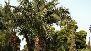 A terrace with a view of palm trees and a tiled floor.