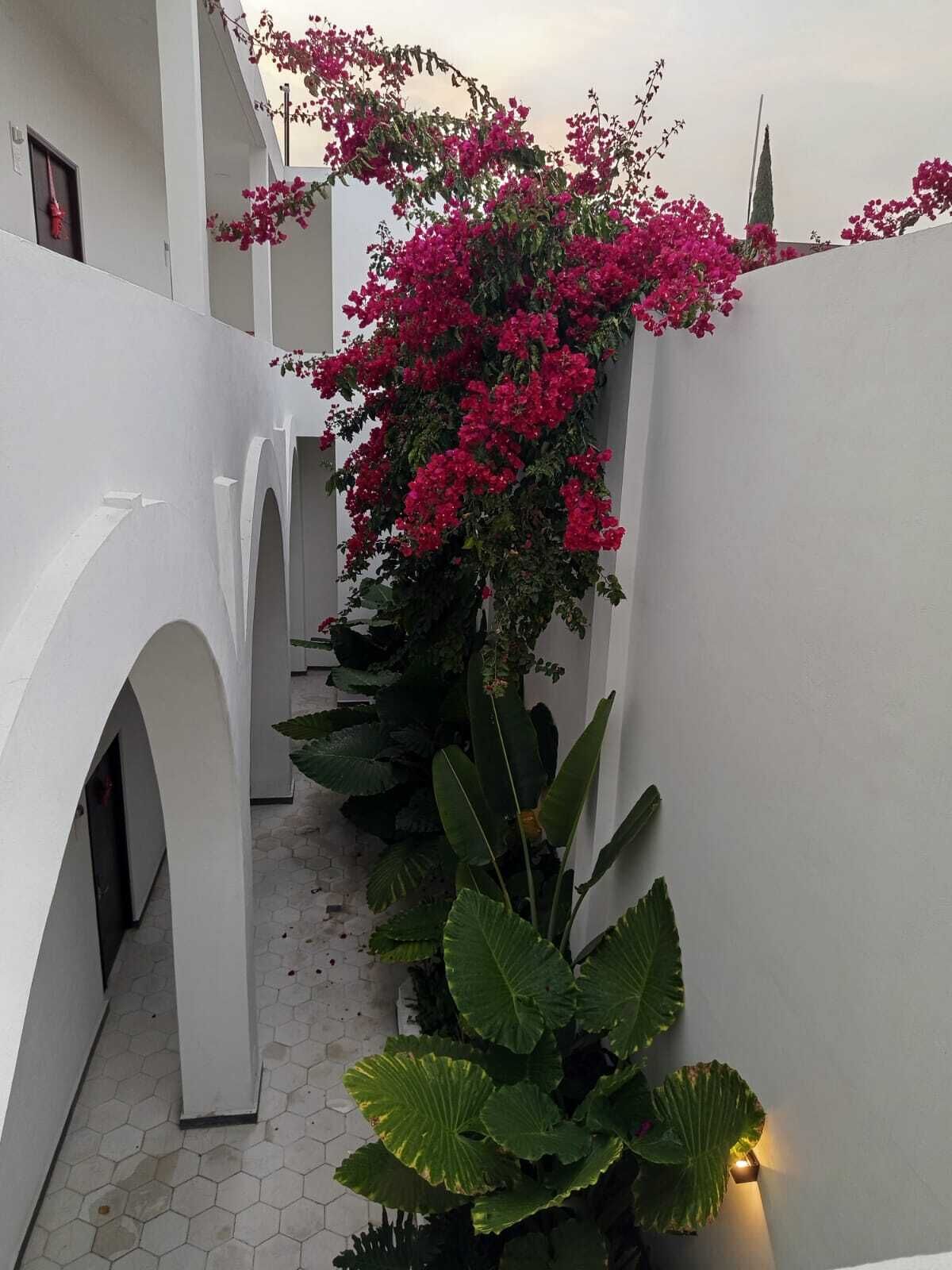 A narrow corridor with white walls and arches, a potted plant with large green leaves, and a flowering bush with pink flowers.