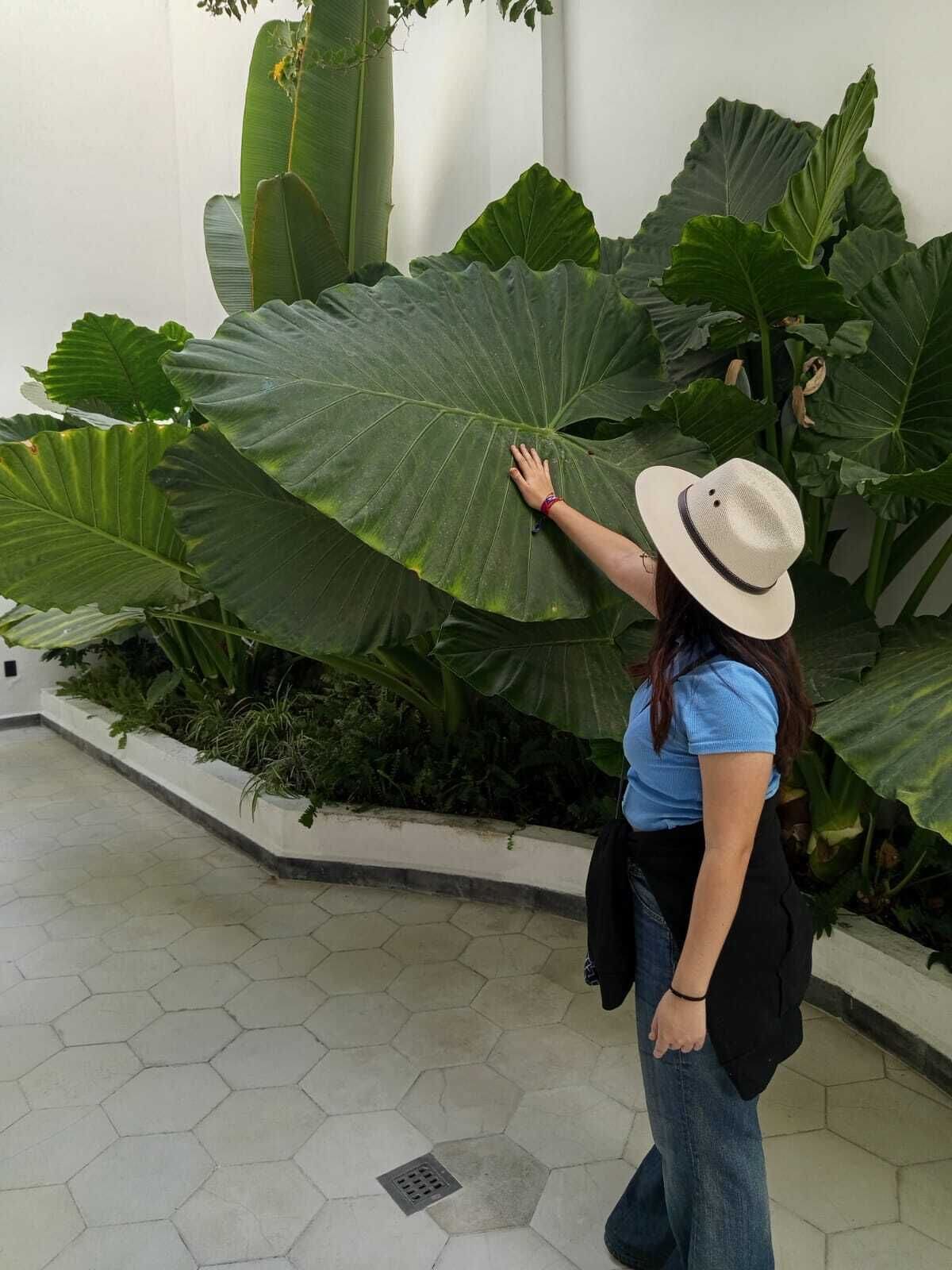 Uma pessoa tocando uma planta grande com folhas largas em um ambiente interno com piso de azulejos hexagonais.