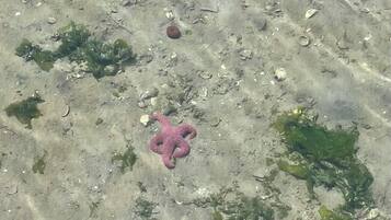 Uma praia arenosa com algas marinhas espalhadas e uma única estrela-do-mar rosa.