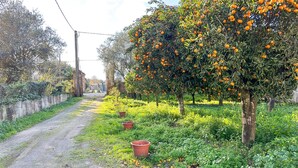 Een landweg omzoomd door sinaasappelbomen en enkele potplanten.