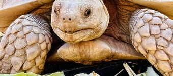 Whitetail Camping Cottage at Coble Highland Ranch